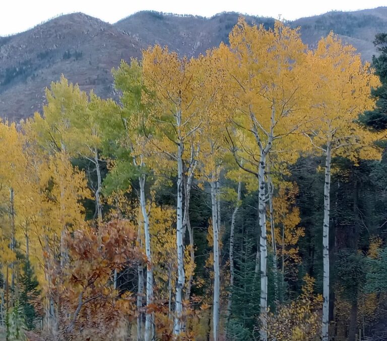 IMG 20221018 072503443 HDR c6 1 768x678