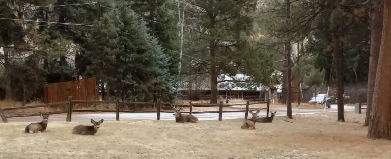 Deer Herd 768x312