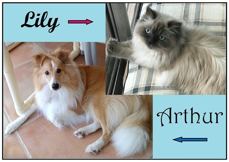 Pic Arthur Lily 768x543