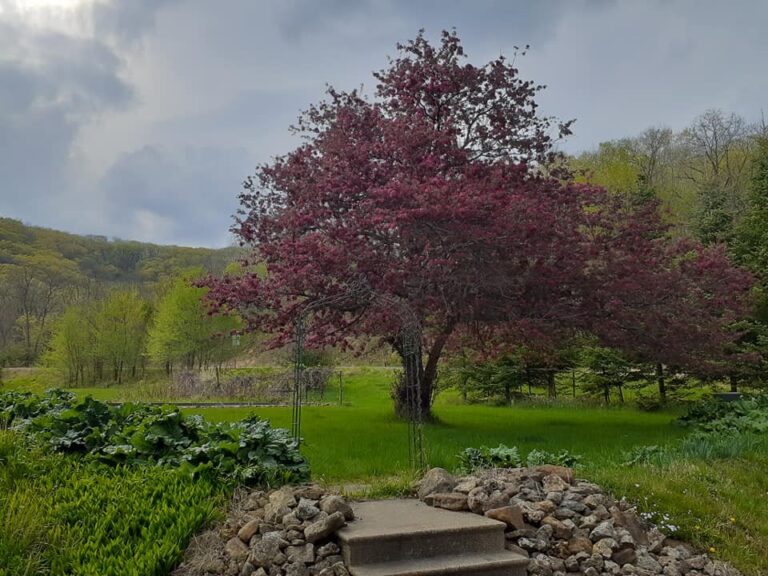 Crabapple 768x576