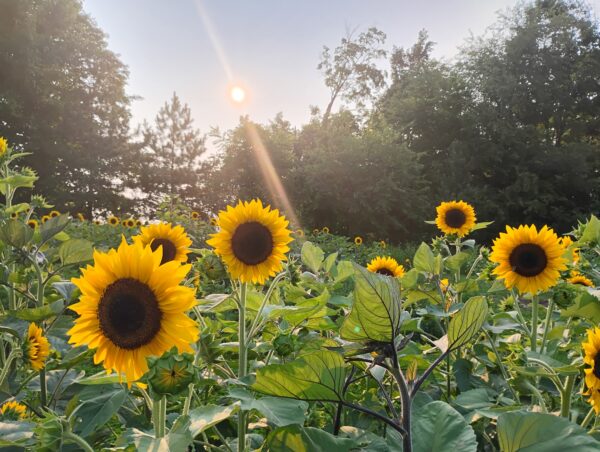 IMG 20250803 192202514 HDR 600x452 1