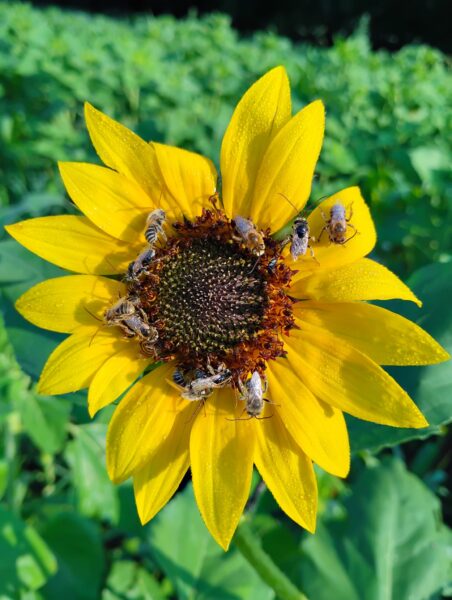 sunflowers with bees sleeping at northfarthing farms 452x600 1